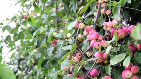 Apple tree, many apples on the tree Video stock 70105815