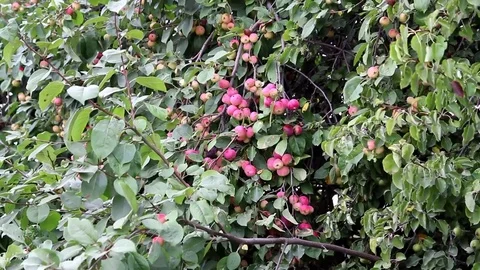 Apple tree, many apples on the tree Video stock 70105817