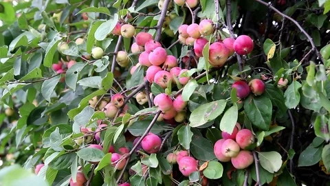 Apple tree, many apples on the tree Video stock 70105820