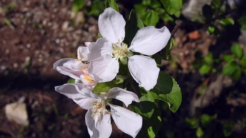 A apple tree with many flowers Stock Footage 129857310