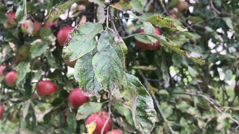 Apple tree with many ripe red apple close up in autumn.  Stock Footage 118250399