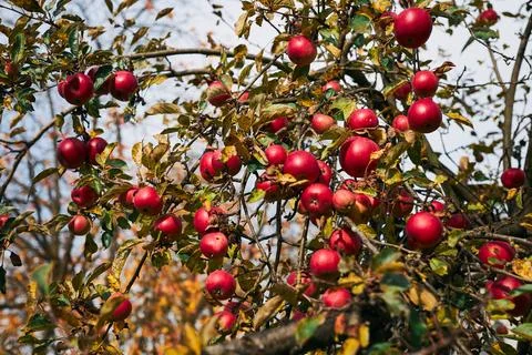 Apple tree with many ripe red juicy apples in orchard. Harvest time in coun.. Stock-Fotos
