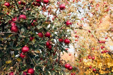 Apple tree with many ripe red juicy apples in orchard. Harvest time in coun.. Stock Photos