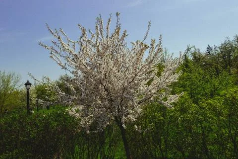 Apple tree in May, when all the branches are densely covered with white flowers Stock Photos
