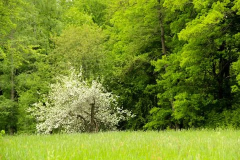 Apple tree on meadow Stock Photos