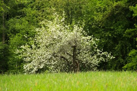 Apple tree on meadow Stock Photos