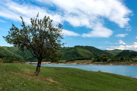 Apple tree next to lake Stock Photos