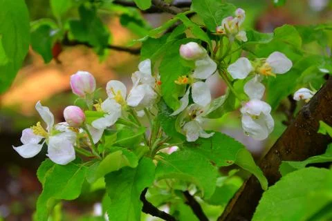 Apple tree. Nice flower in early spring. The first flowers appear in spring seas Foto stock