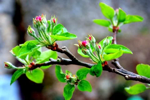 Apple tree. Nice flower in early spring Foto stock