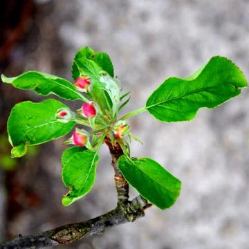 Apple tree. Nice flower in early spring Stock Photos