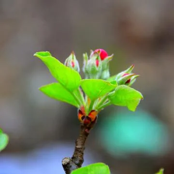 Apple tree. Nice flower in early spring Foto stock
