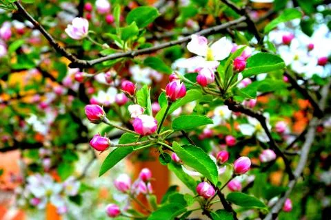 Apple tree. Nice flower in early spring Foto stock
