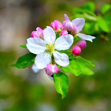 Apple tree. Nice flowers in early spring Stock Photos