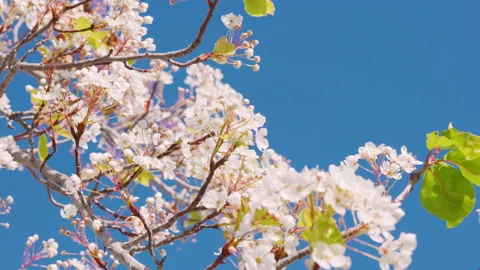 Apple tree or Pear tree blossom. Branch of tree with small white flowers  Stock Footage 231072110