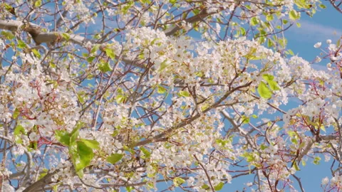 Apple tree or Pear tree blossom. Branch of tree with small white flowers  Stock Footage 231089754