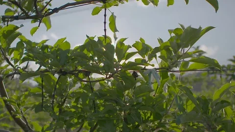 Apple tree in orchard Stock Footage 74064426