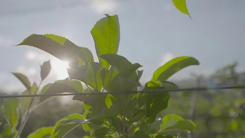 Apple tree in orchard Stock Footage 74064458
