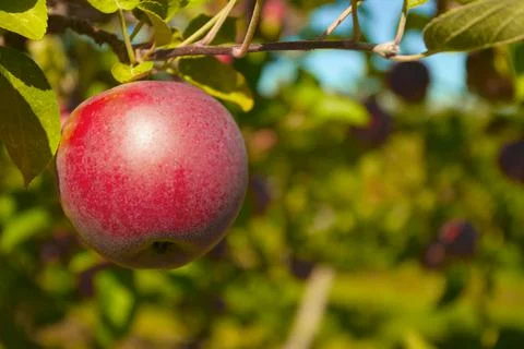 Apple in a tree orchard fruit picking organic agriculture Stock Photos