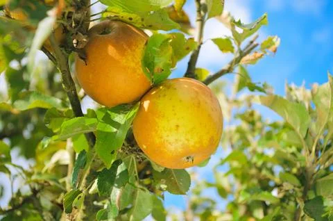 Apple on a tree in orchard Stock Photos
