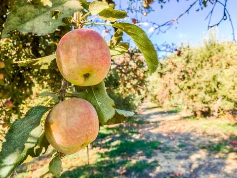 Apple tree orchard Fotos de archivo