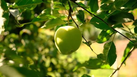 An apple on a tree in an orchard. Selective focus. Stock Footage 320143017