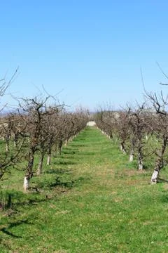 Apple tree orchard in the spring time. Lines of apple trees with spring buds. Stock Photos