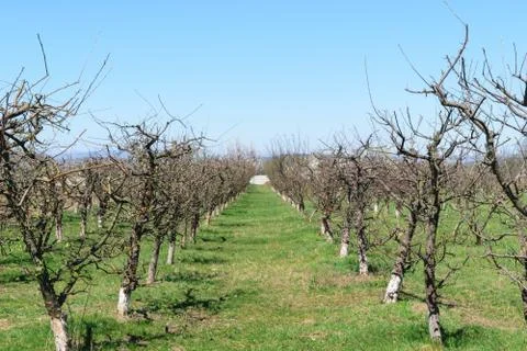 Apple tree orchard in the spring time. Lines of apple trees with spring buds. Stock Photos