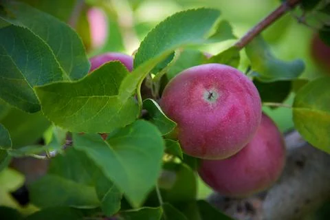 Apple tree organic fruit picking in orchard fresh juicy healthy harvest Stock Photos