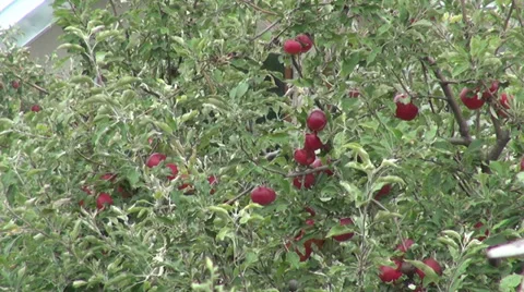 Apple tree, organic Jonathan fruits, raw, orchard, farm, horticulture Stock Footage 30591225