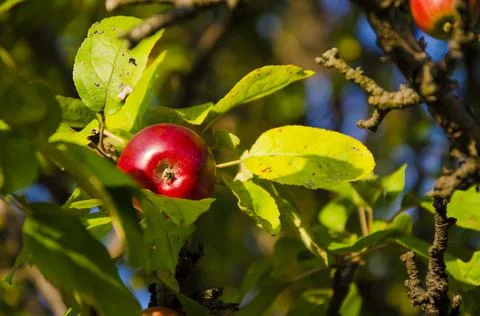 Apple on the tree organic Foto stock