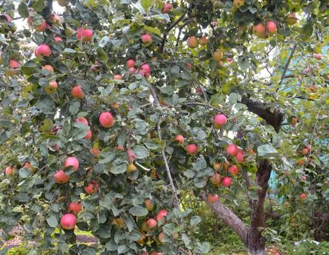 Apple tree in outmn garden Stock Photos