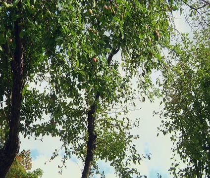 Apple Tree in the park 스톡 동영상 55297372