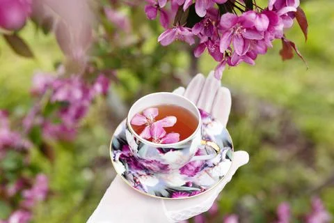 Apple tree petals in flower tea in cup on female hand in white glove in garde Stock Photos