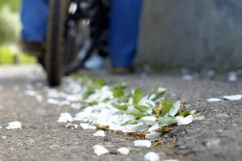 Apple tree petals under the wheels of a bicycle Stock Photos