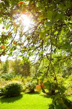 Apple tree Stock Photos