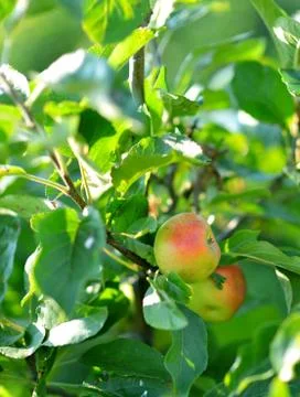Apple tree Stock Photos