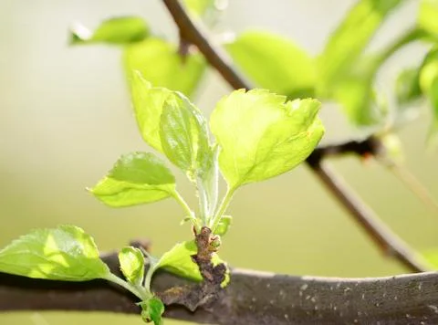 Apple tree Foto stock