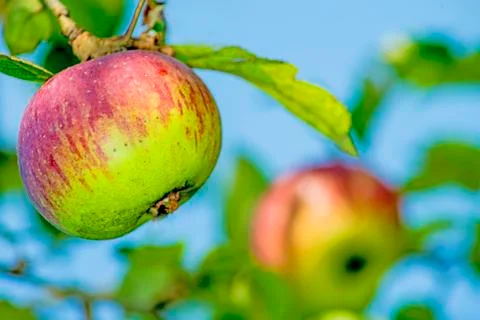 Apple at a tree Stock Photos