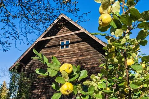 Apple tree Stock Photos