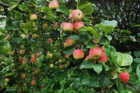 Apple-tree Stock Photos