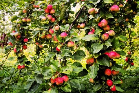 Apple-tree Foto stock