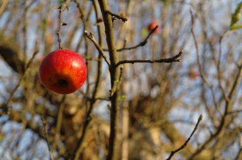 Apple on a tree Stock Photos