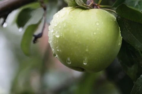 Apple on tree Stock Photos