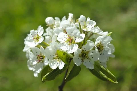 Apple tree Stock Photos