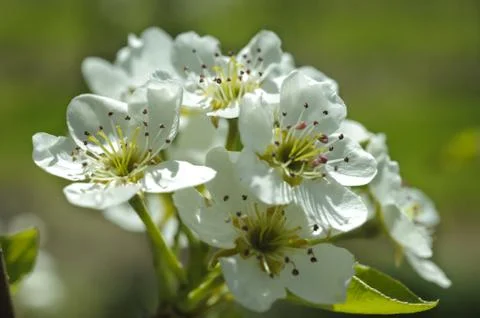 Apple tree Stock Photos