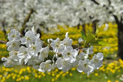 Apple tree Stock Photos