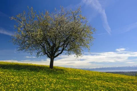 Apple tree Stock Photos