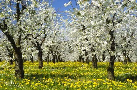 Apple tree Stock Photos
