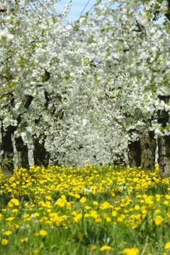 Apple tree Stock Photos