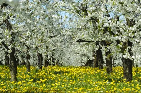 Apple tree Stock Photos